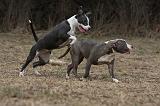 AMSTAFF ADULT 318
